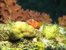 073 Star Horseshoe Worm IMG 5433